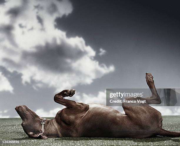 dog playing dead - playing dead stock pictures, royalty-free photos & images