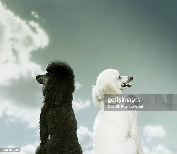 black and white poodles facing opposite directions - animals fighting stock pictures, royalty-free photos & images