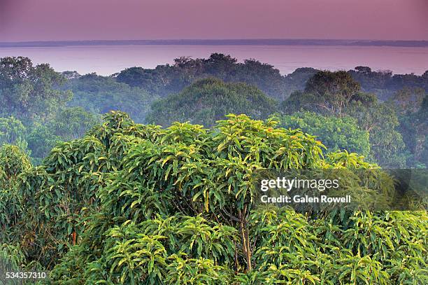 amazon rainforest treetops - foresta amazzonica foto e immagini stock