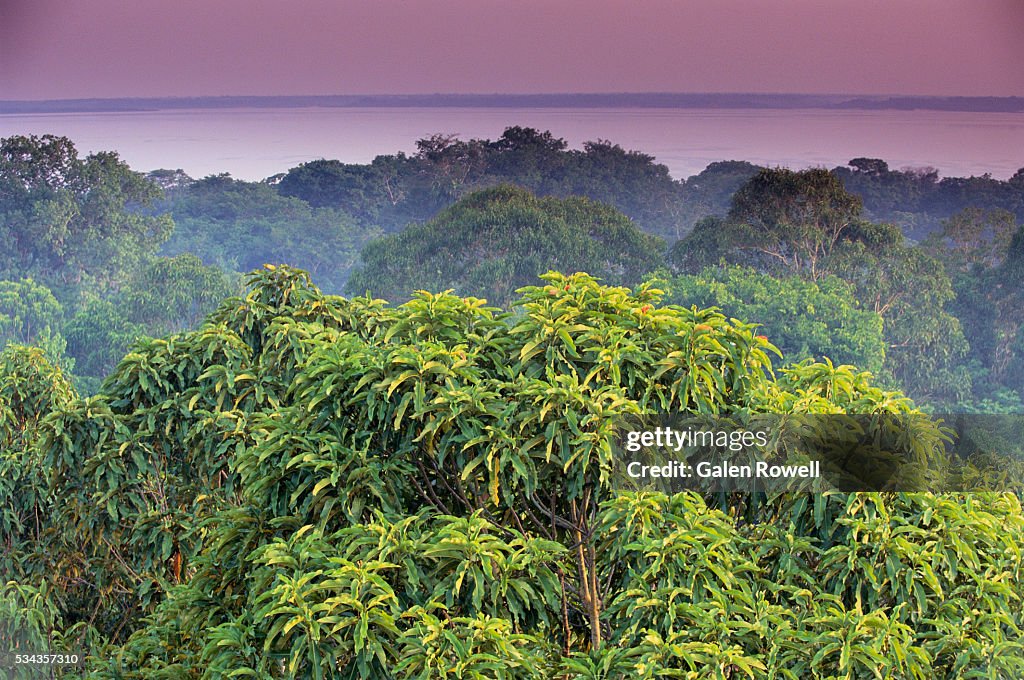 Amazon Rftree Amazon Rainforest Treetops High-Res Stock Photo - Getty Images