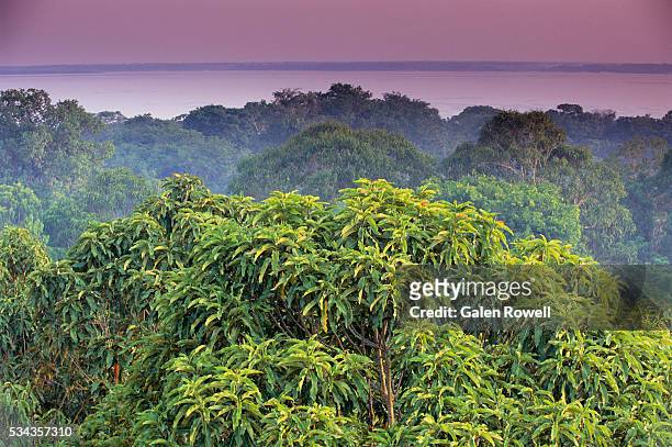 amazon rainforest treetops - brazilian rainforest stock pictures, royalty-free photos & images