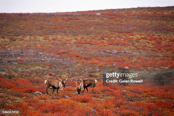 caribou grazing on the canadian arctic tundra - toendra stockfoto's en -beelden