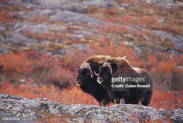 two musk ox on the canadian arctic tundra - musk ox stock-fotos und bilder