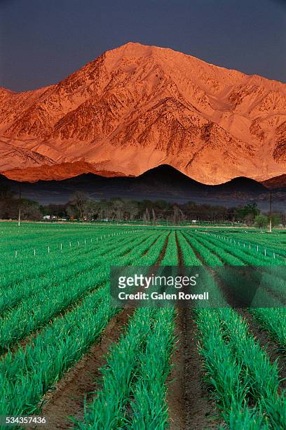 garlic fields below mount tom - tom bischof stock-fotos und bilder