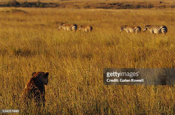 lion stalking zebras - stalking animal hunting stockfoto's en -beelden