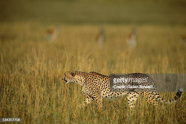 stalking cheetah - stalking stock pictures, royalty-free photos & images