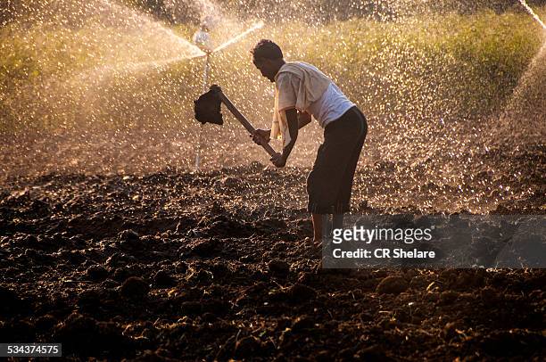 young farmer in front of  sprinklers - organic farm 個照片及圖片檔