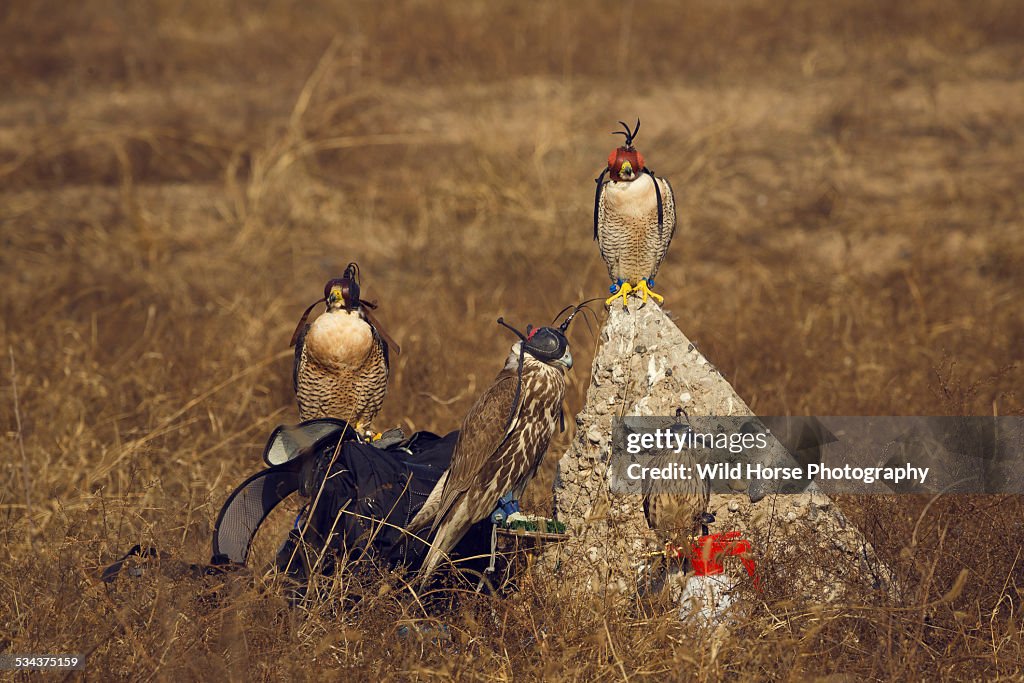 Four falcons  perching in hunting field