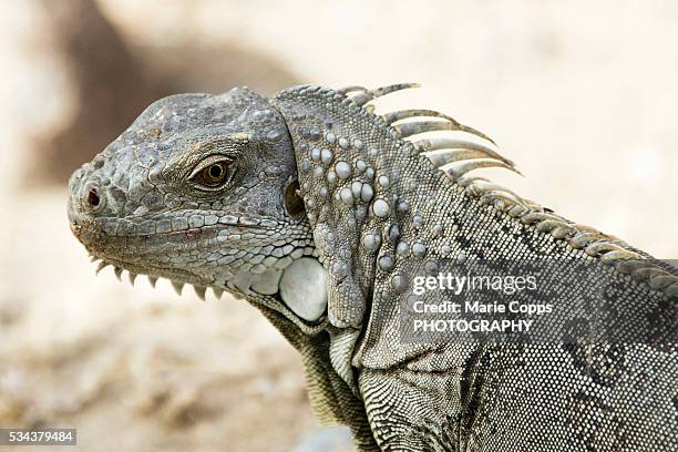 the green iguana - marie copps stockfoto's en -beelden