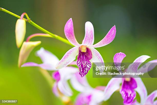 early bloomers - fiji flower stock pictures, royalty-free photos & images