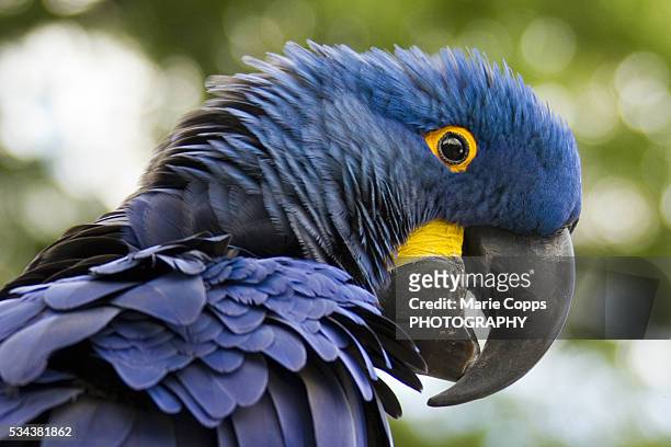 hyacinth macaw - marie copps bildbanksfoton och bilder