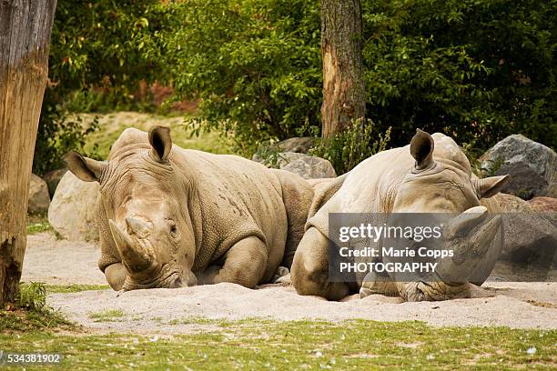 rhinos relaxing - marie copps bildbanksfoton och bilder