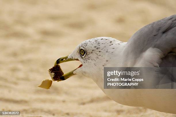 seagull - marie copps stockfoto's en -beelden