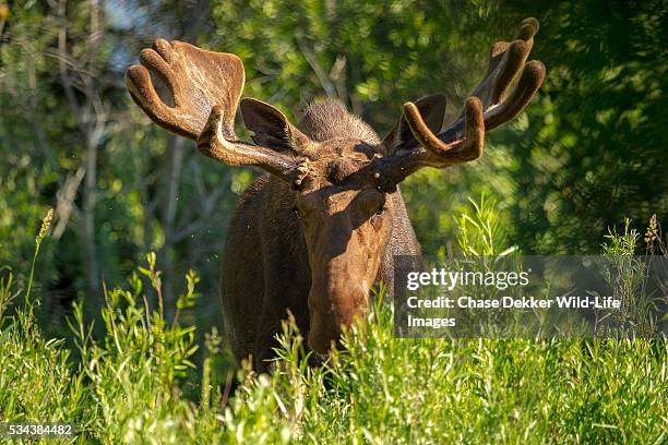 Bull Moose Python Bull Moose Jackson Photos and Premium High Res Pictures - Getty Images