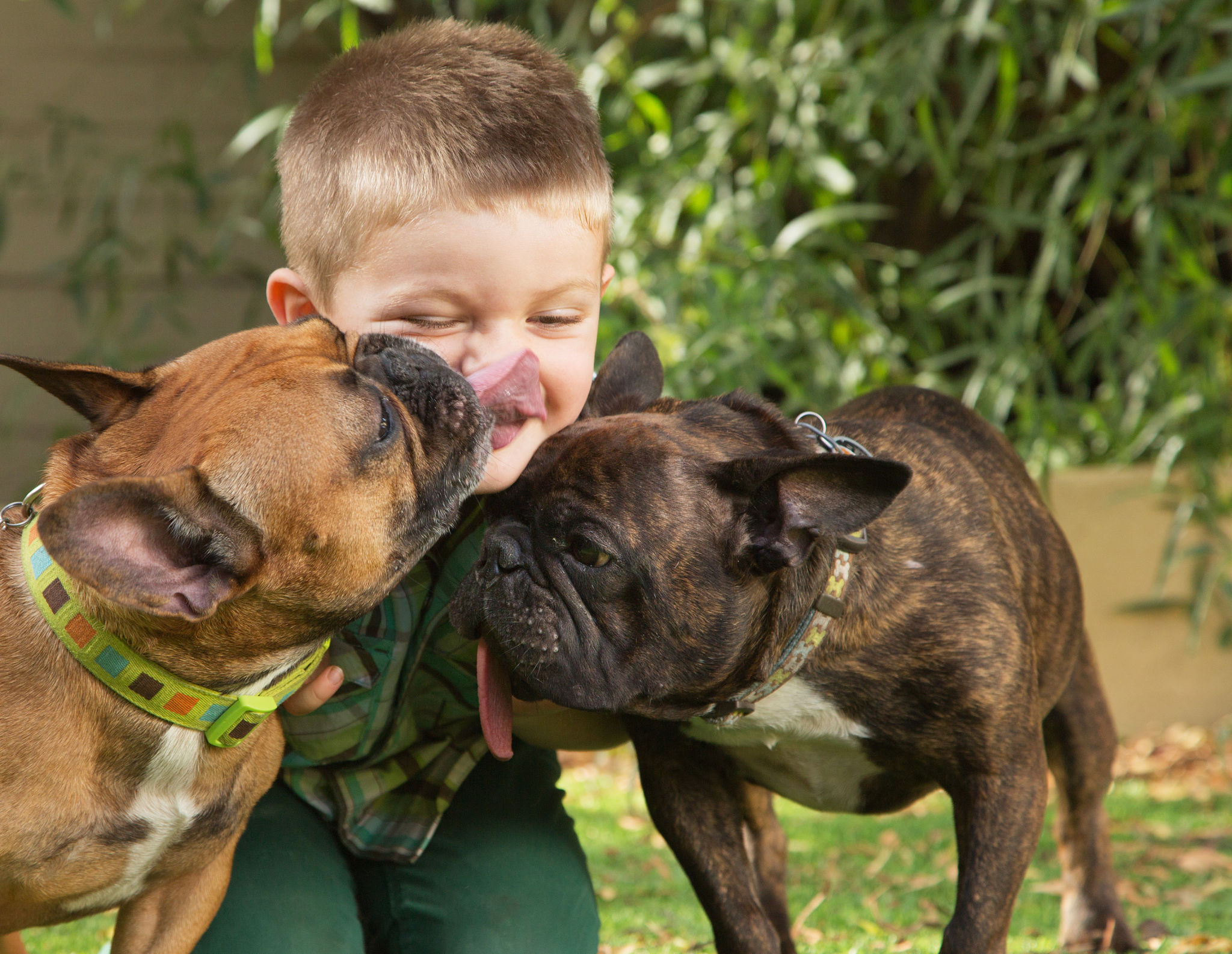 Dogs Licking a Little Boy Dogs Licking a Little Boy