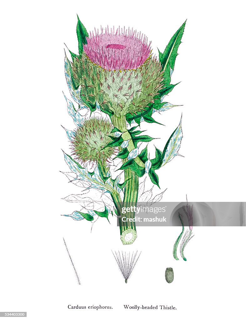 Thistle liver-protective medicinal plant