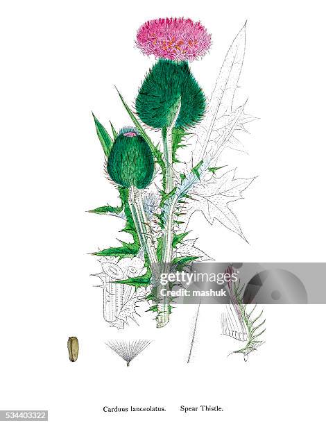 thistle liver-protective medicinal plant - milk thistle stock illustrations