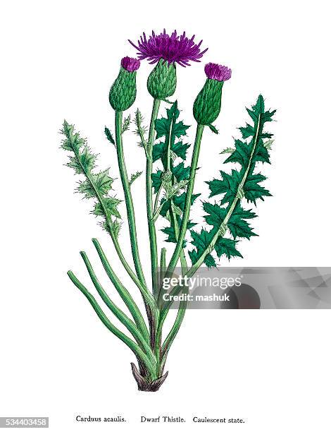 thistle liver-protective medicinal plant - thistle isolated stock illustrations