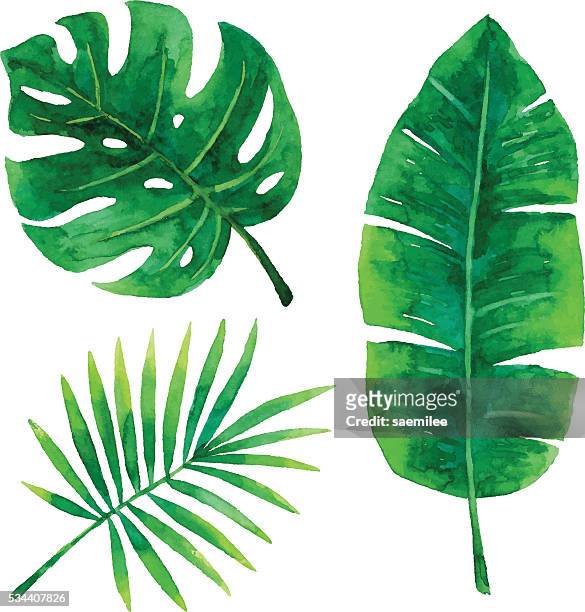 illustrazioni stock, clip art, cartoni animati e icone di tendenza di acquerello foglie tropicali - foglia