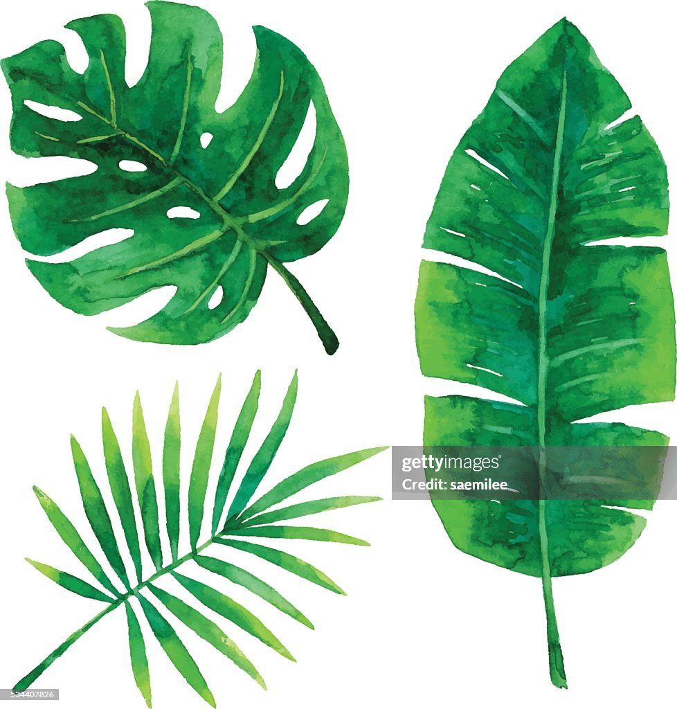 Aguarela folhas tropicais