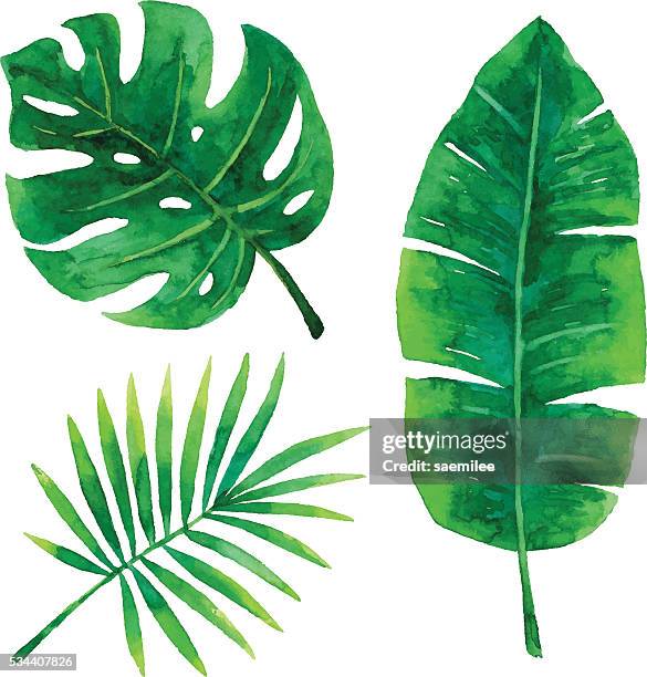 ilustrações, clipart, desenhos animados e ícones de aquarela folhas tropical - plant