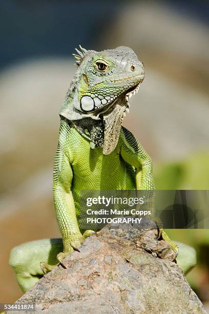 green iguana (iguana iguana) - marie copps stock pictures, royalty-free photos & images