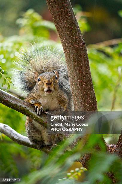 squirrel on a tree - marie copps stock pictures, royalty-free photos & images