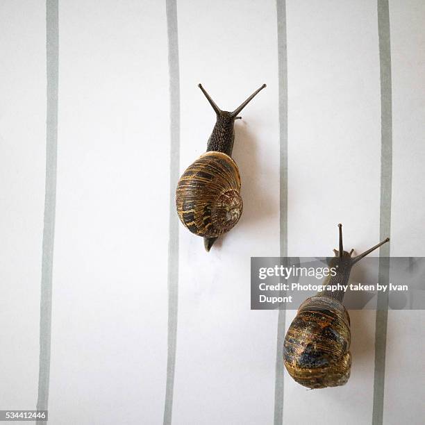 Snail Racing Gty Racing Snails Photos and Premium High Res Pictures - Getty Images