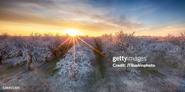 2016 valley almond blooms - fresno californië stockfoto's en -beelden