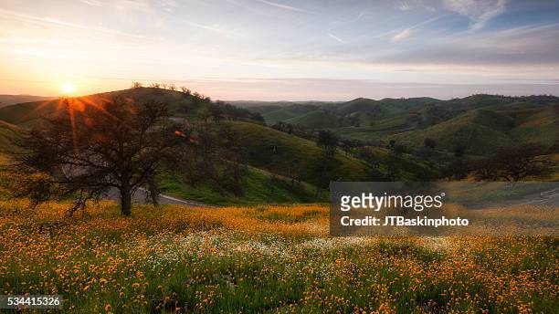 sierra foothills covered in wild flowers - national forest stock pictures, royalty-free photos & images