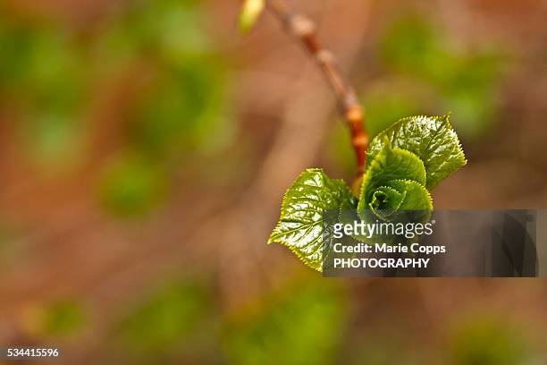 single twig with small leaves blooming - marie copps bildbanksfoton och bilder