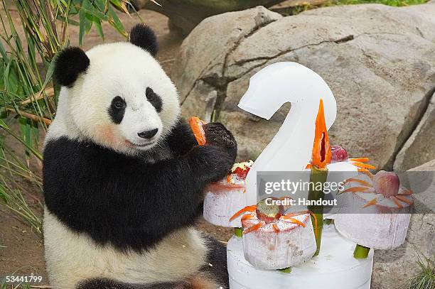 In this handout image from the Zooilogical Society of San Diego, A giant panda cub Mei Sheng celebrates his second birthday by diving right into his...