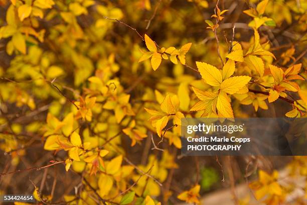 yellow leaves blooming - marie copps bildbanksfoton och bilder