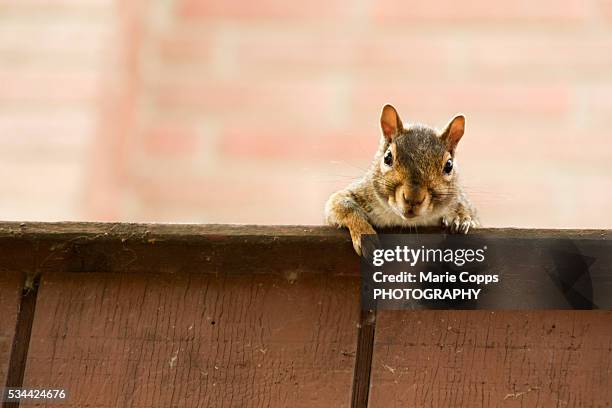 tree squirrel - marie copps bildbanksfoton och bilder