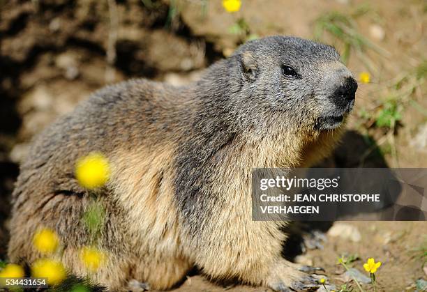 92 Marmots Credit Photos and Premium High Res Pictures - Getty Images 92 Marmots Credit Photos and Premium High Res Pictures - Getty Images