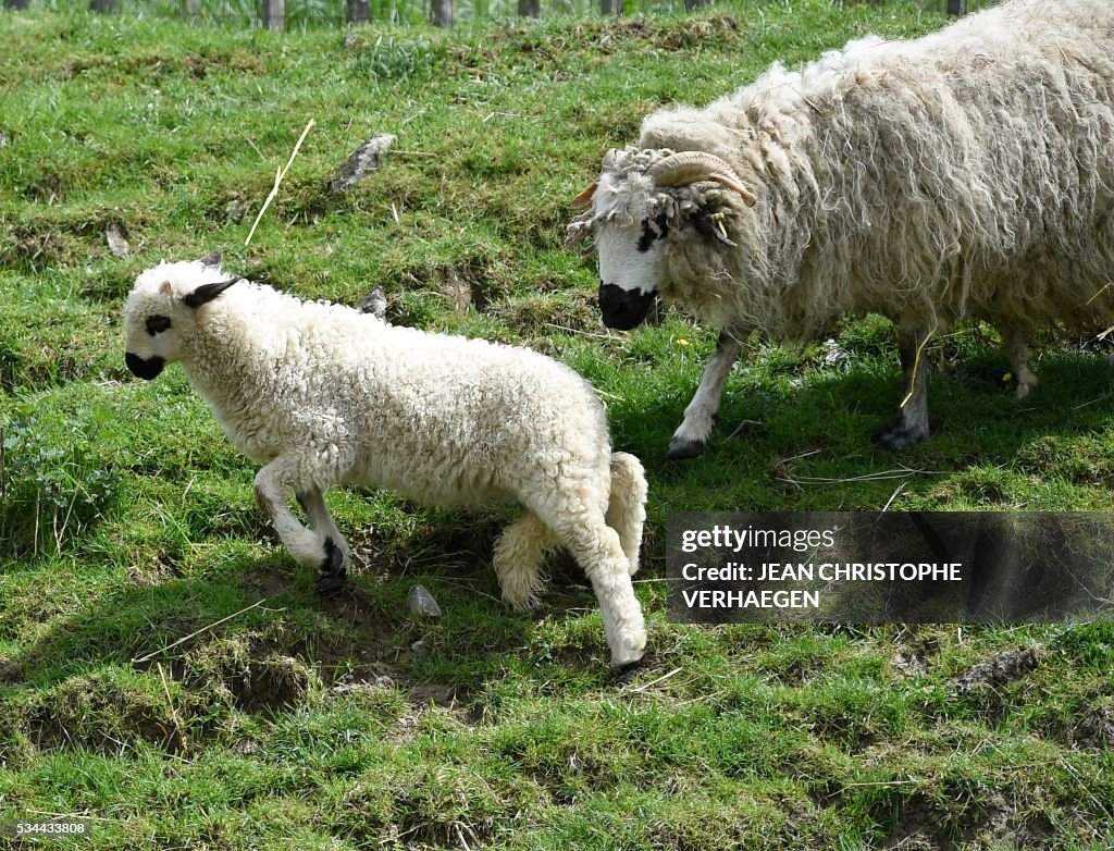 FRANCE-ANIMALS-SHEEP