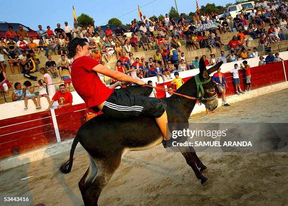 Donkey Rodeo A young man tries to control a donkey during a donkey rodeo in ...