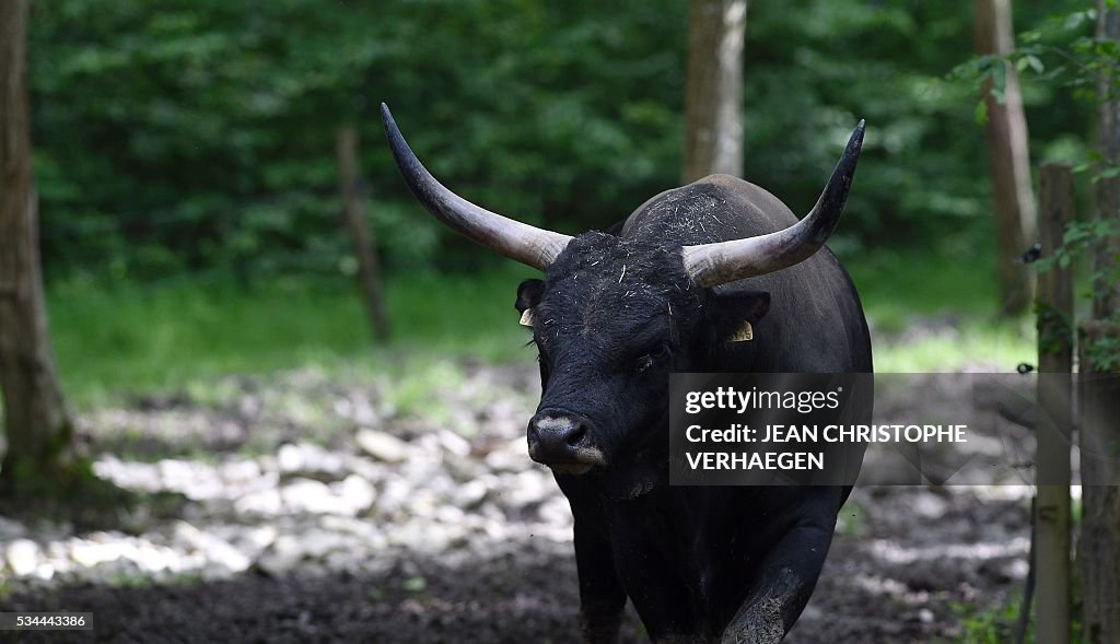 FRANCE-ANIMALS-AUROCHS