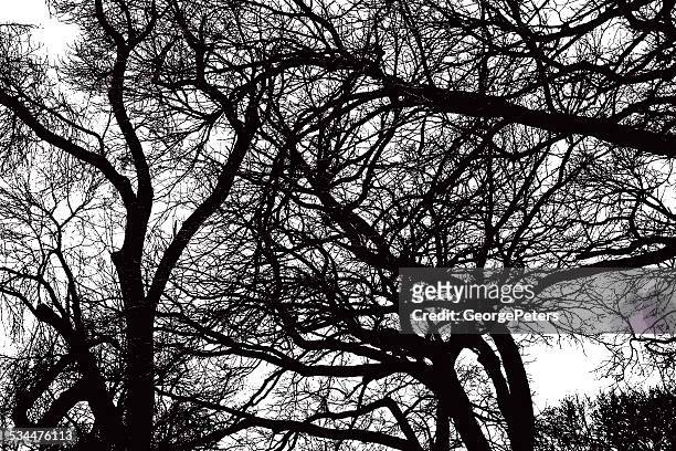 oak tree branches background - live oak tree stock illustrations