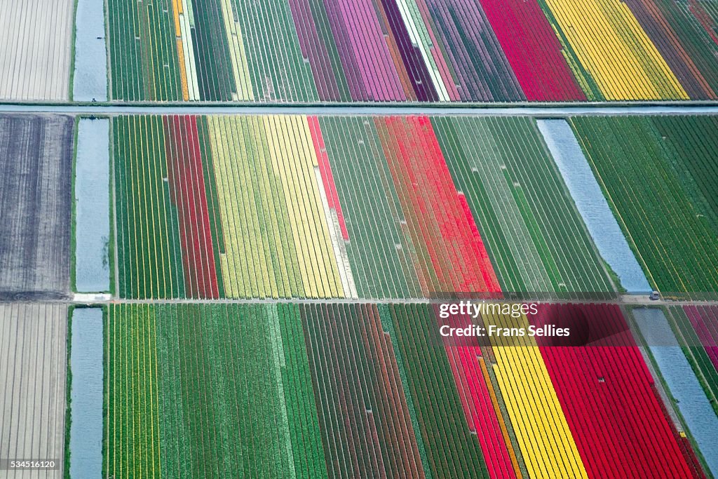 Spring in the Netherlands; aerial view of tulip fields