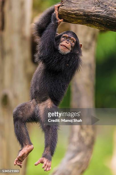 chimpanzee youngster playing with a log - ape stock pictures, royalty-free photos & images