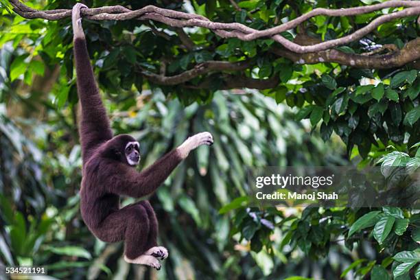 white handed gibbon moving across trees - white handed gibbon bildbanksfoton och bilder