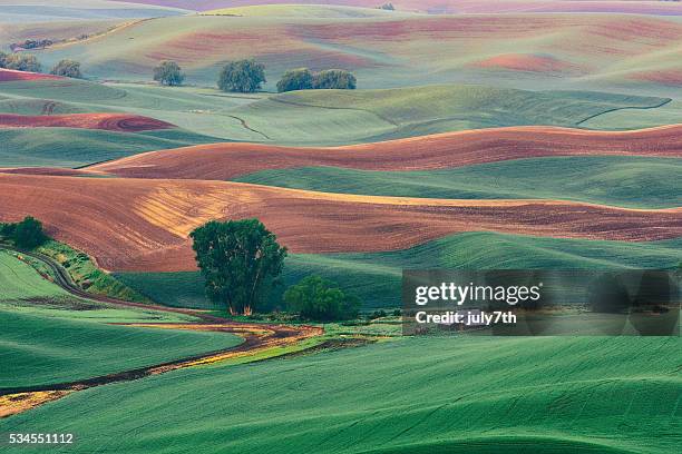palouse pastels - pullman washington state stock pictures, royalty-free photos & images