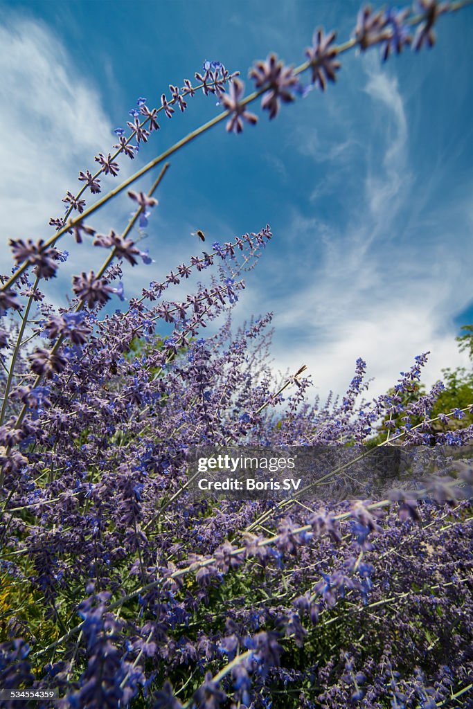Perovskia atriplicifolia Blue Spire