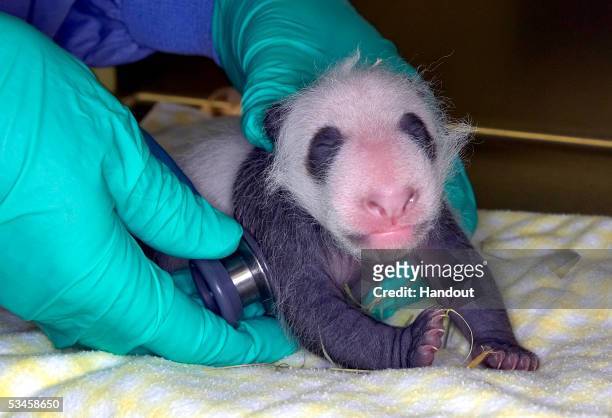 In this handout photo, three weeks after the birth of a giant panda cub, seen during its weekly exam August 24 San Diego Zoo veterinarians have...