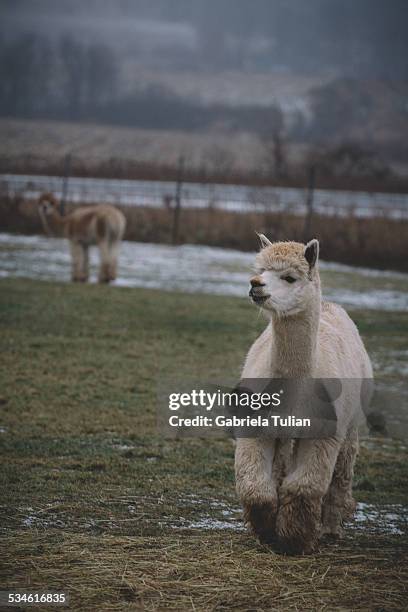 alpacas, lamas - alpaga stock pictures, royalty-free photos & images