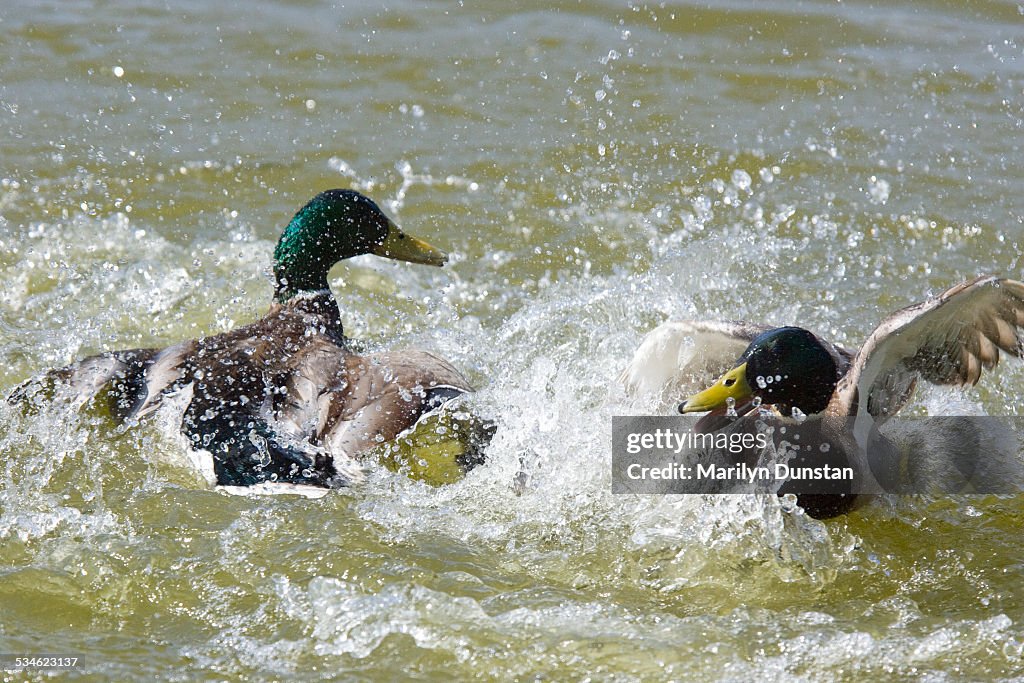 Mallard ducks fighting
