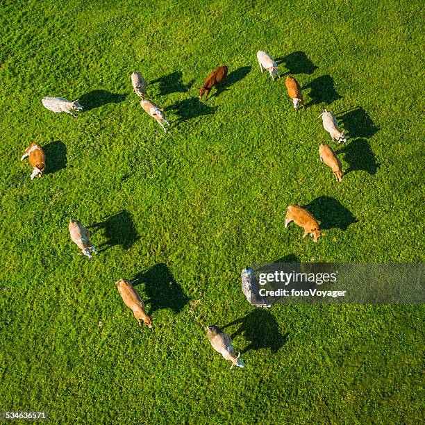 amour en forme de cœur, troupeau de vaches brouter dans le vert pâturage - pré vu du ciel photos et images de collection