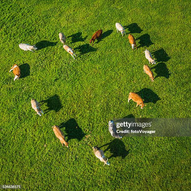 love heart shaped herd of cows grazing in green pasture - pasture cows stock pictures, royalty-free photos & images