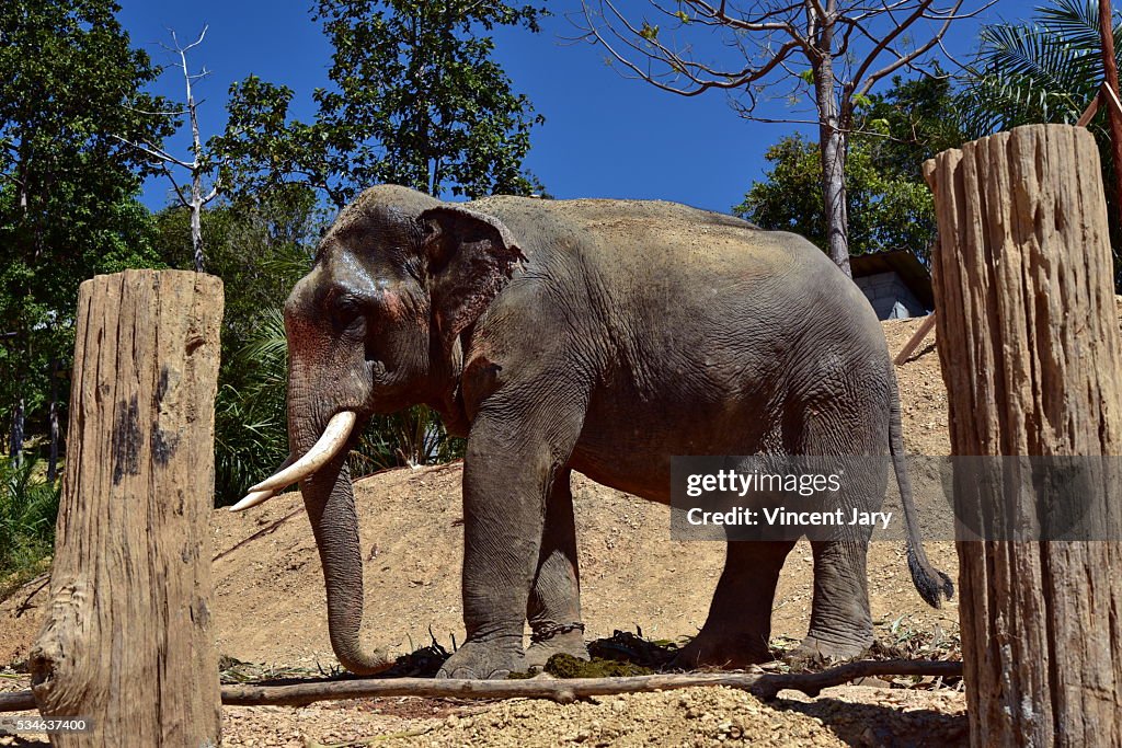Elephant at koh lanta island thailand